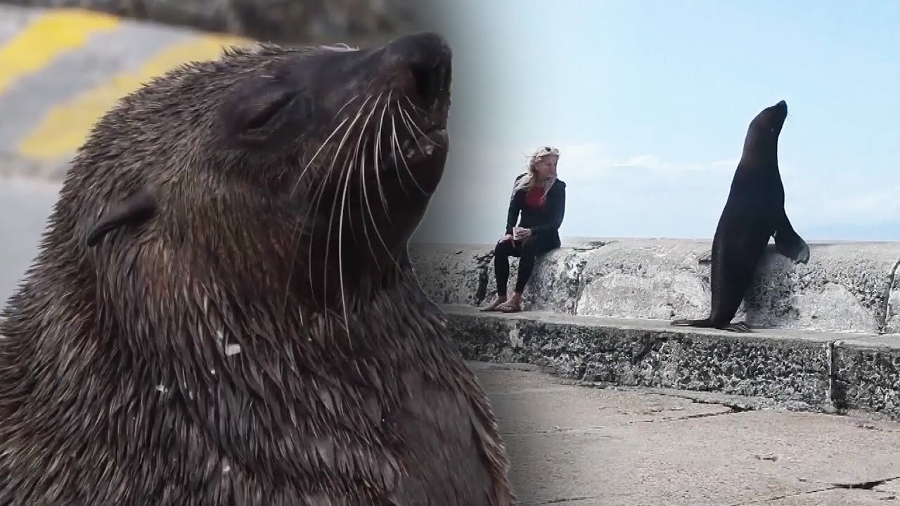 South African Officials Find Rabies Outbreak in Seals