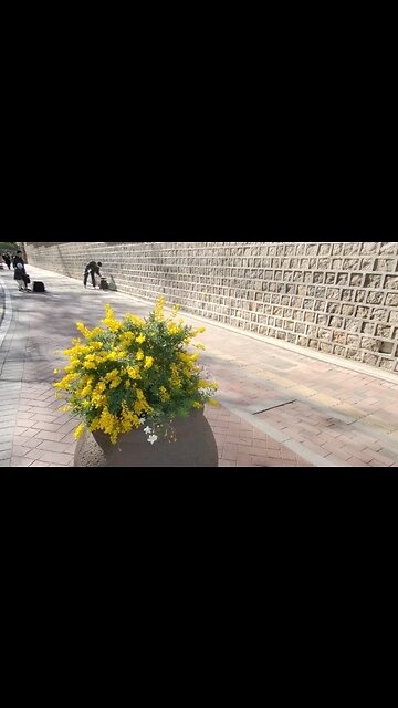 덕수궁돌담길 내사랑내곁에