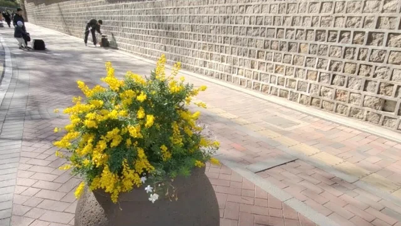 덕수궁돌담길 내사랑내곁에