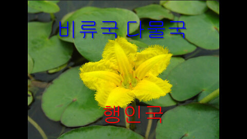 북아메리카北米 비류국沸流國(다물국多勿國 Charles Town Maryland), 행인국荇人國 Westminster Maryland 최초공개__