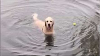 Denne hund forstår ikke konceptet ved "Hent pinden"