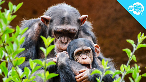 BrainStuff: Should Animals Have Human Rights?