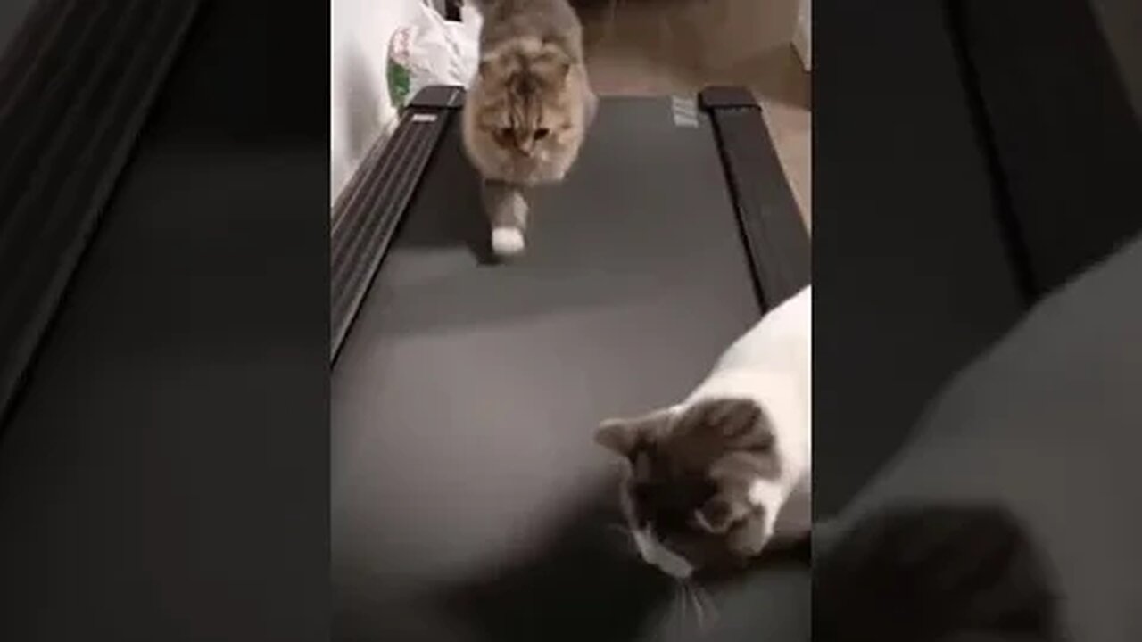 #cats #catsoftiktok #catlovers #catvideo #fypシ #fyp #foryou #foryoupage #shorts