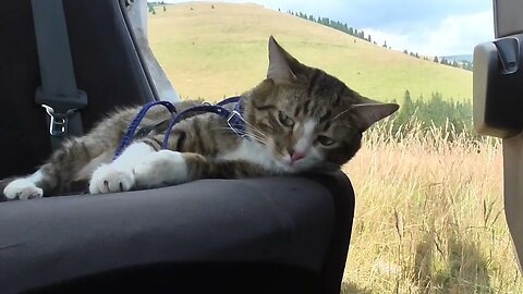 Traveling Makes this Cat Tired