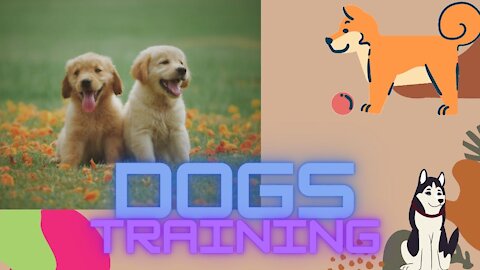 Training For Dogs Who Chase Squirrels, Cats, Rabbits, and Prey! Dogs Training