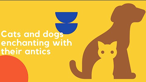 Cats and dogs enchanting with their antics