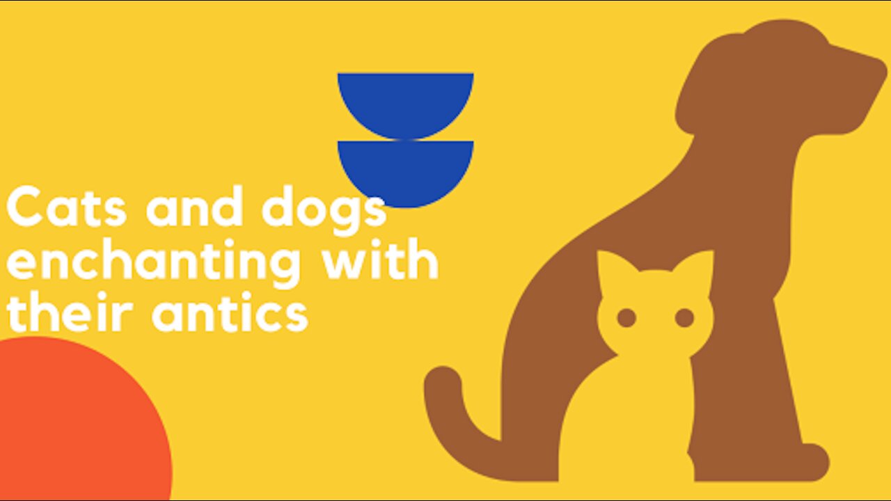 Cats and dogs enchanting with their antics