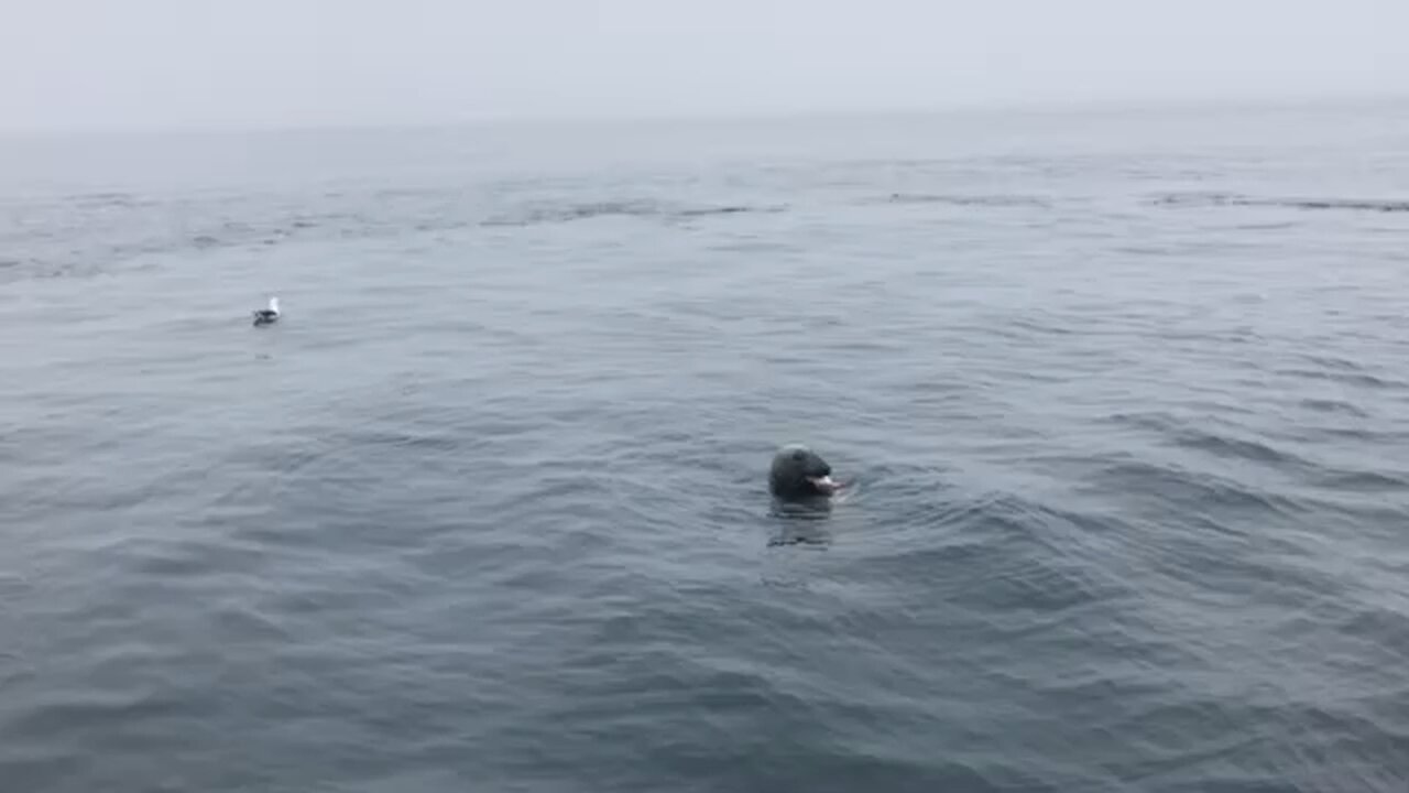 Seal having a snack