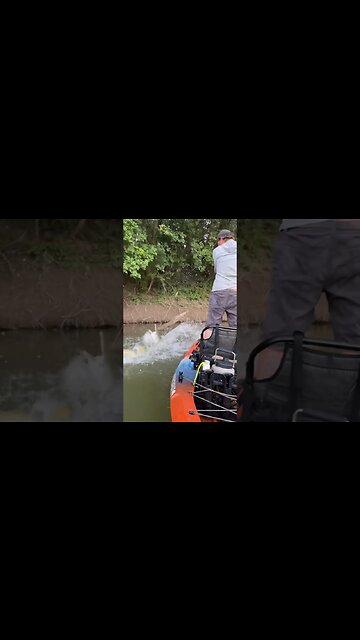 Dinosaur Vs Kayak