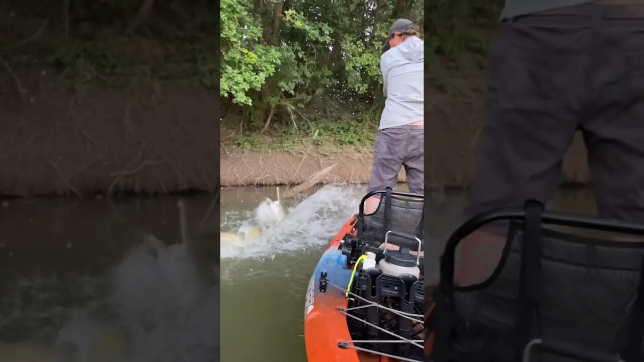 Dinosaur Vs Kayak