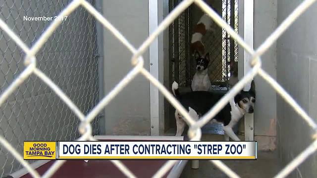 Dog dies after contracting 'Strep Zoo'