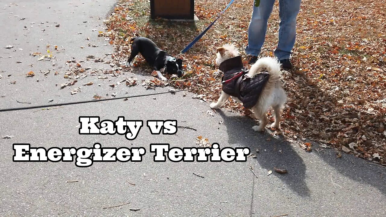 Katy vs "Energizer" Terrier