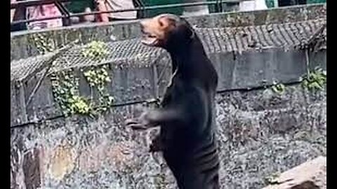 Fur real? China zoo officials say bear is not a human in a costume