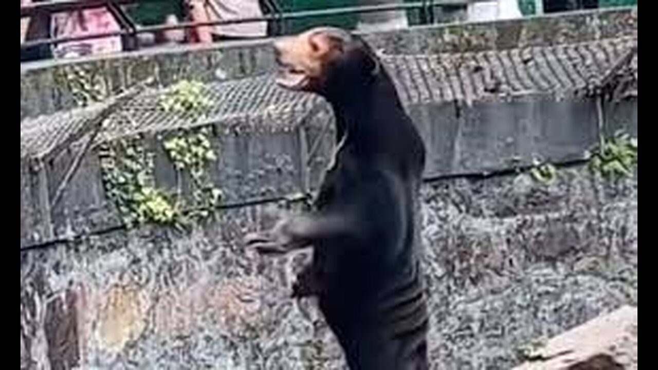 Fur real? China zoo officials say bear is not a human in a costume