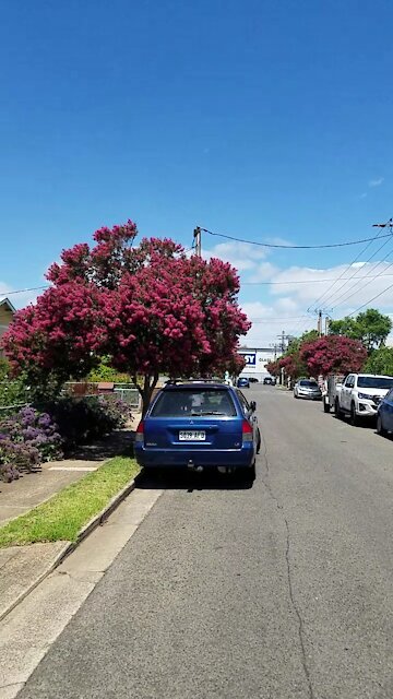 2021-01-15 Crepe Myrtle @ Kilkenny