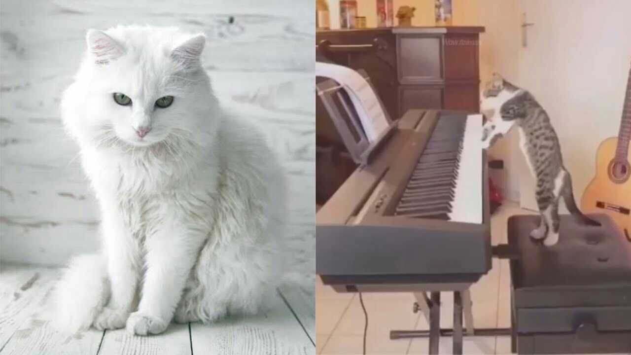 Funny Cat Playing The Piano 😂😂 | Funny Pets Videos 2021