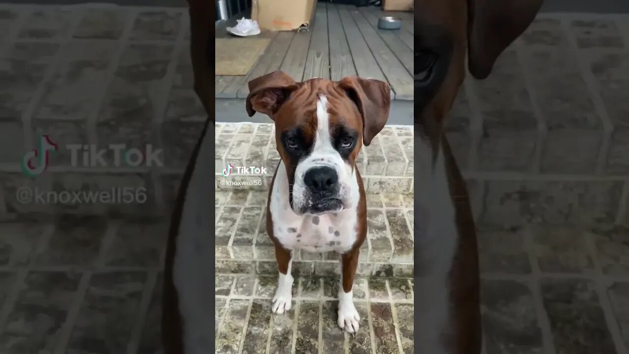 Best Funniest DOG Videos