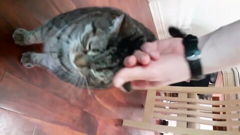 DAYDAY Best Moments 2 SFM #sfmcollective #cats