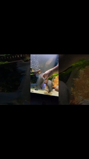 Patting my fish by hand.