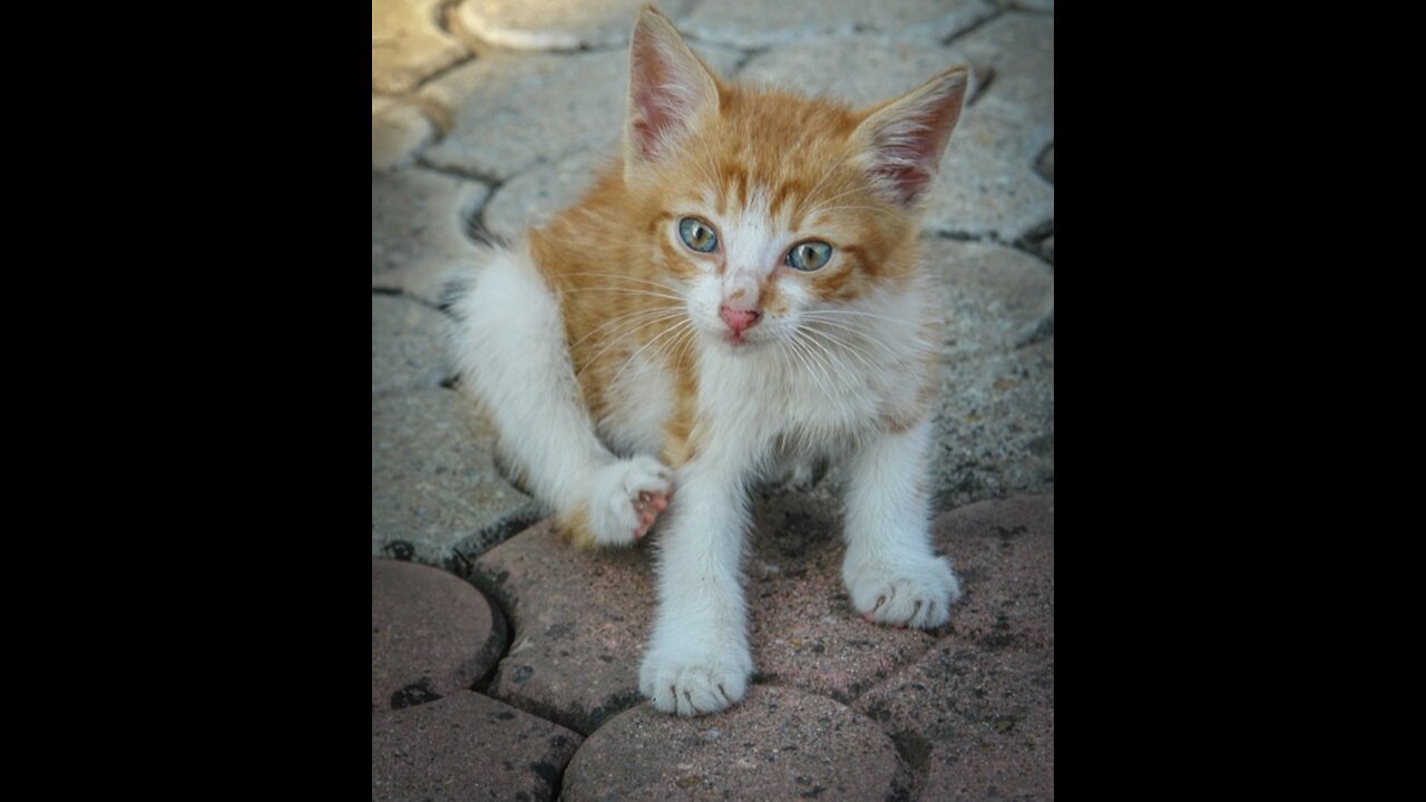 Baby Cats - Cute and Funny Cat Video | Aww Animals