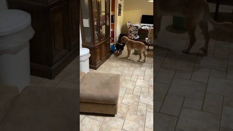 Pets that love each other are great #shorts #Pets ￼