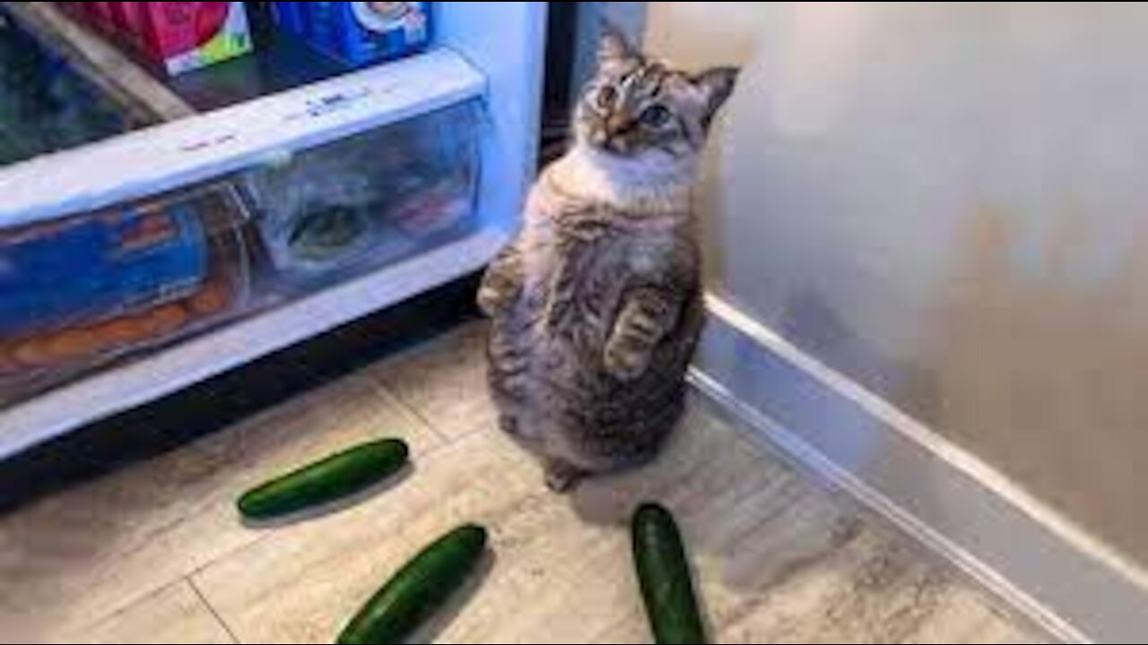 [Cute And Funny Pets]