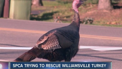 The Paradise-Klein turkey can be seen limping through Williamsville roads