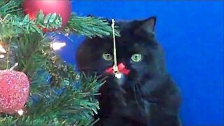 '(Not So) Silent Night' parody captures mischievous cat behavior