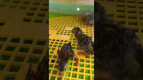 Guinea fowl keets hatching on a hot day