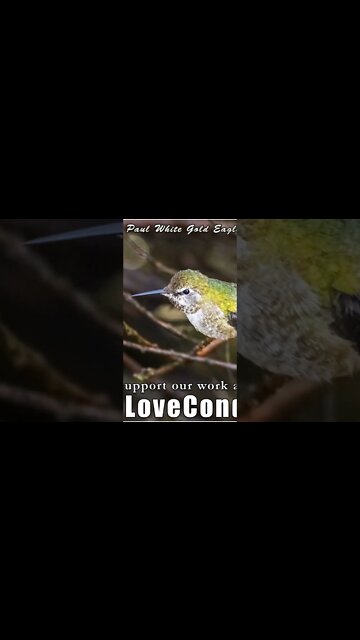 Galactic Alchemists of the Gold Body Manifestation