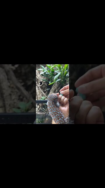 You all are wrong about Tokay Geckos! 😡 #reptiles #fyp #cute #lizard #gecko #tokaygecko