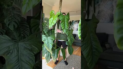 Philodendron ernstii :) learn more about my moss poles on my channel :)