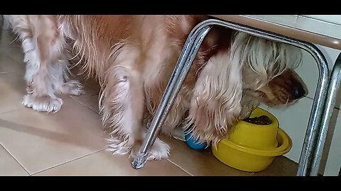 #dogshow , #animals , #dogs