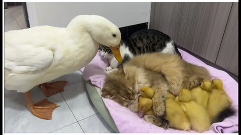 Fantastic animals!The kitten hugs the little duck and sleeps.😂Mother duck’s behavior so funny cute