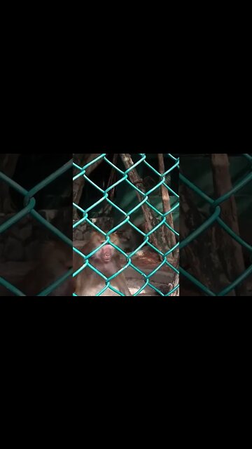 An Aggressive Baboon. 🐵