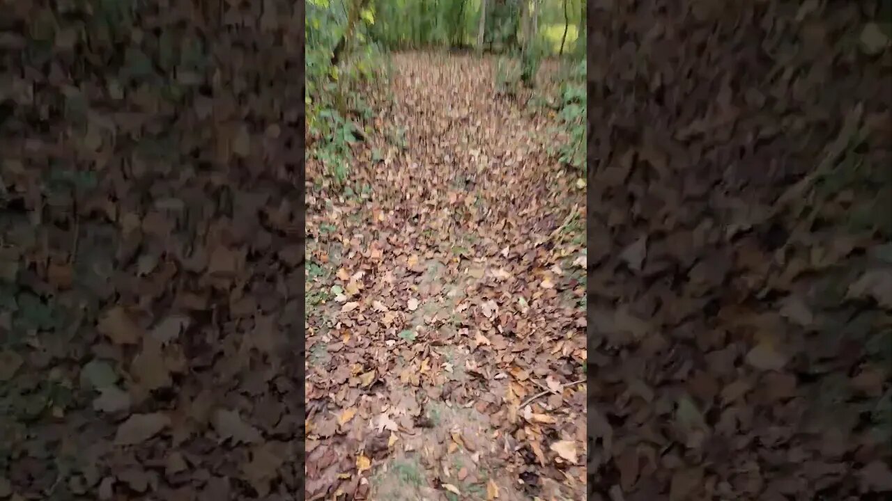 Crunchy Fall Trail