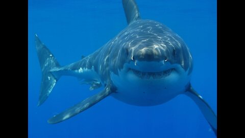 Shark Visit very Lucky Man