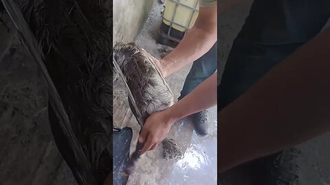 os cachorros estavam querendo pegar ela não sei o que ela tava fazendo no chão