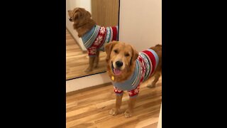 Golden Retriever Reacts to Falling Snow