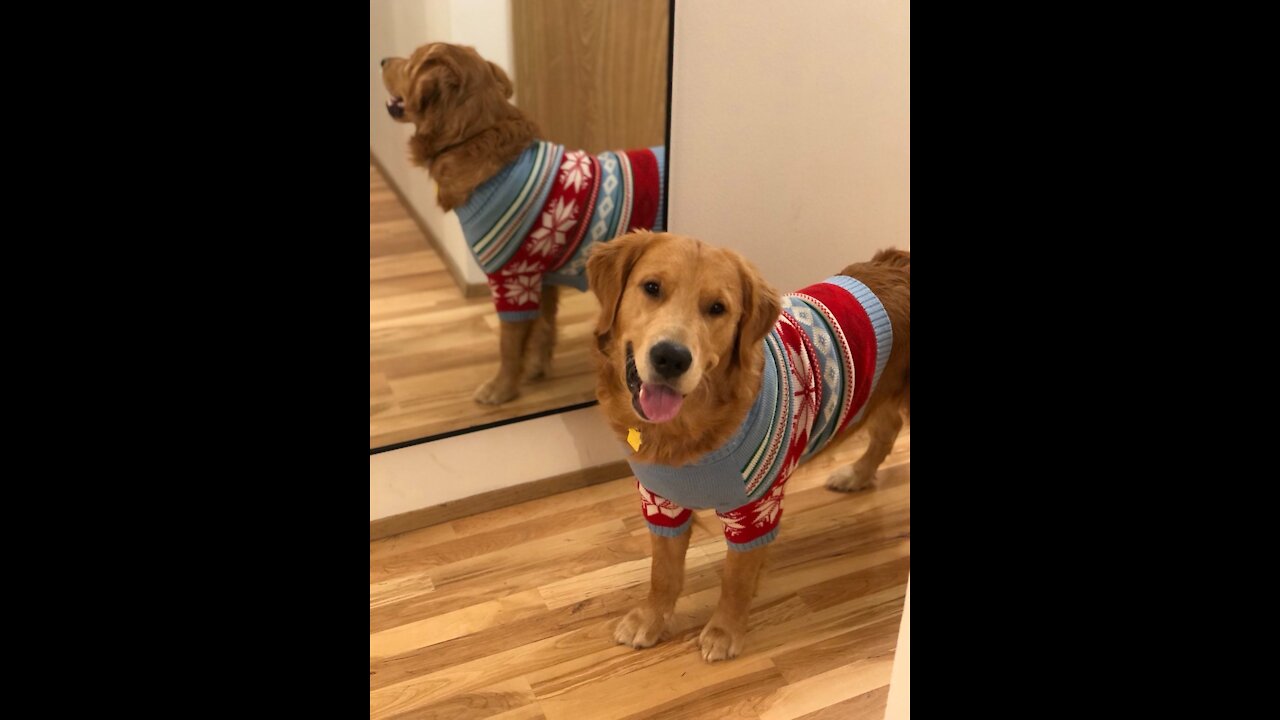 Golden Retriever Reacts to Falling Snow