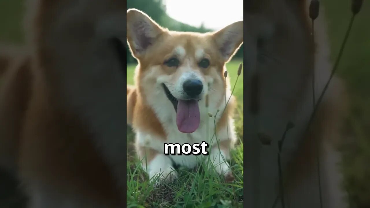 HOW WOULD YOU Rate this DOG 😱 Wholesome Moments1