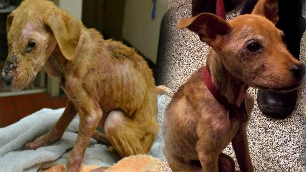 These Mistreated Dogs Finally Found Happiness After Being Rescued