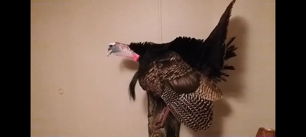 How to Mount a Turkey(pt2)Gobbling on a Limb