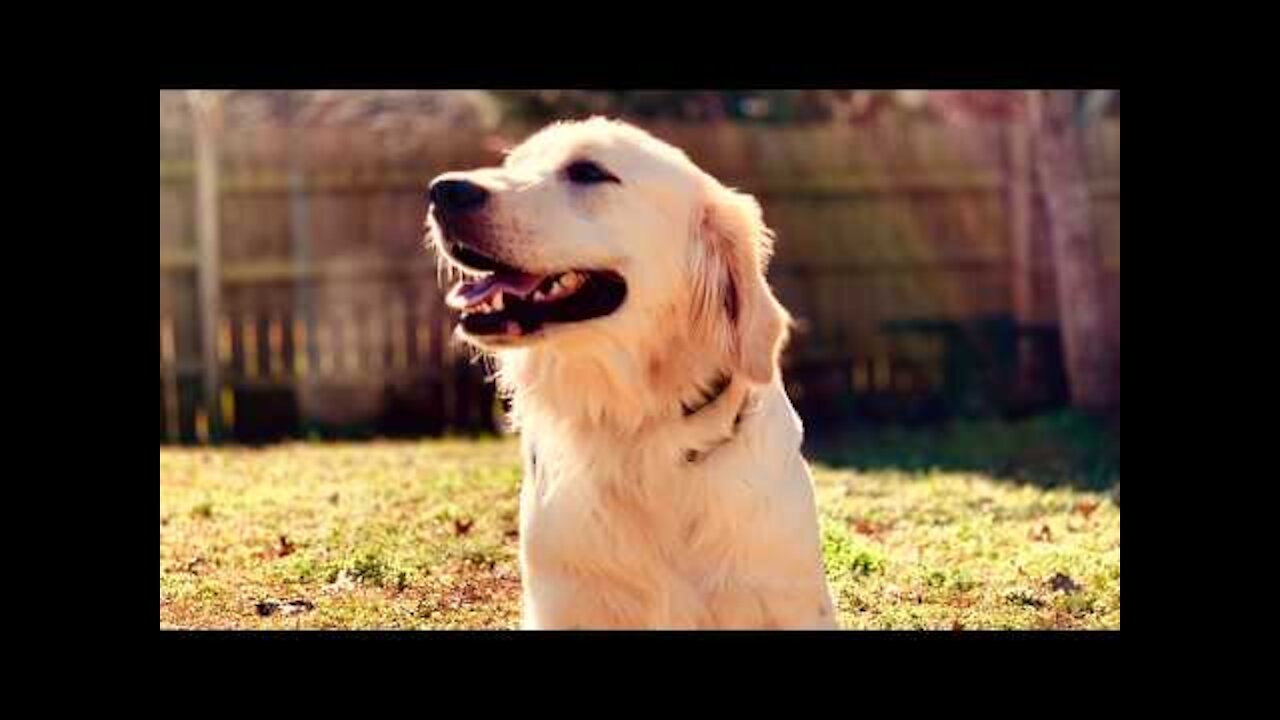 11 Month Old Golden Retriever "Chipper" Before/After Video | Dog Trainer Georgia