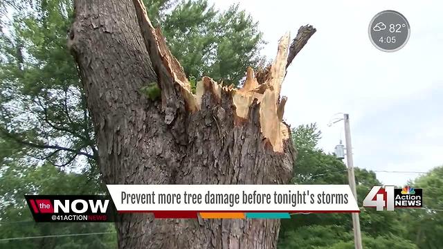 Prevent trees from toppling during storms