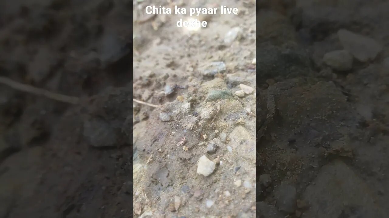 ma o meri ma Chita ka pyaar dekhe live #short #viral #viralshorts #tranding #funni #musti bhari #fun