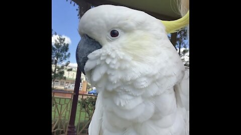 Cockatoo chasing lawnmower