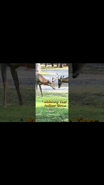 Bucks Mixing it up a little! #shorts