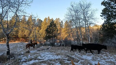 14 Mile Cattle Drive Out Of The Black Hills!