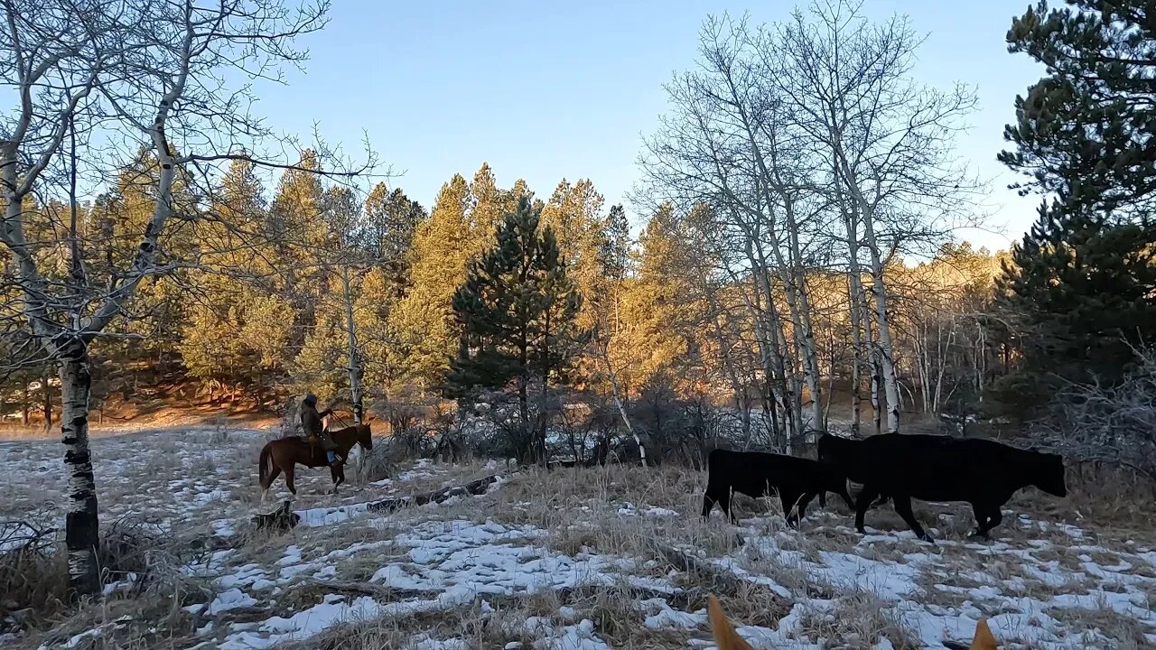 14 Mile Cattle Drive Out Of The Black Hills!